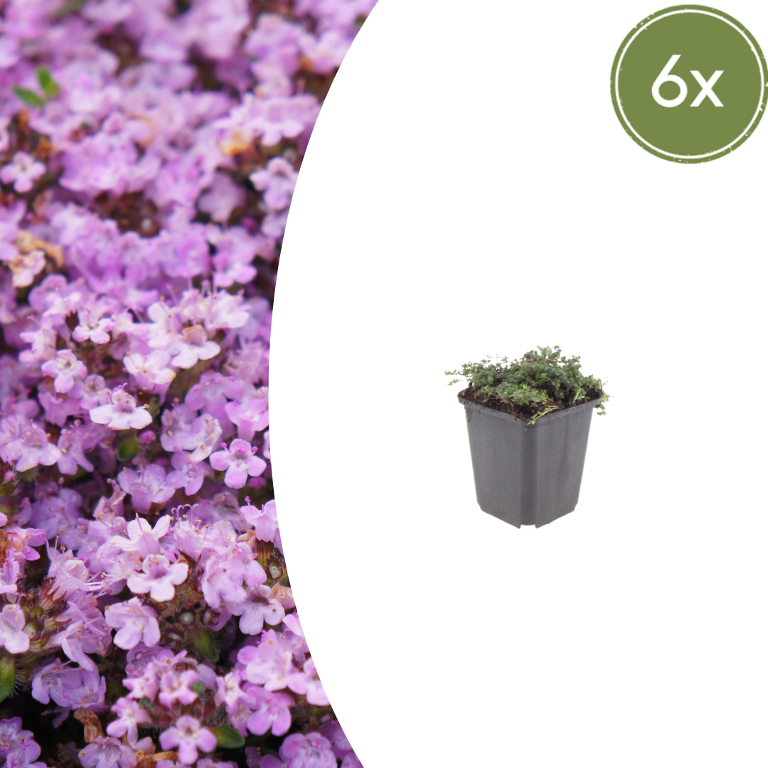 Livraison plante Thym Purple beauty