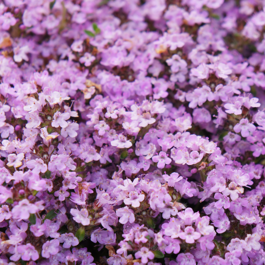 Livraison plante Thym Purple beauty