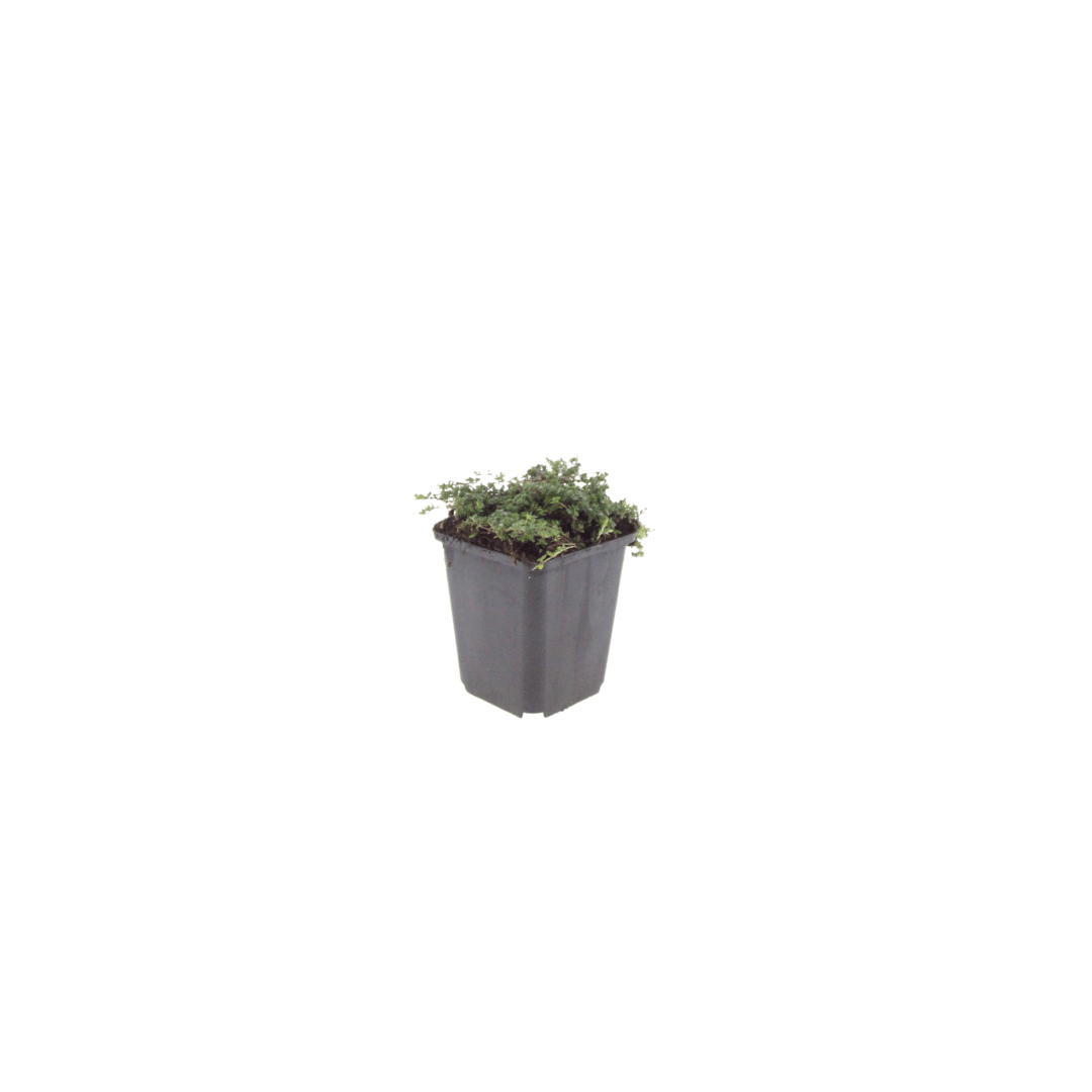 Livraison plante Thym Purple beauty