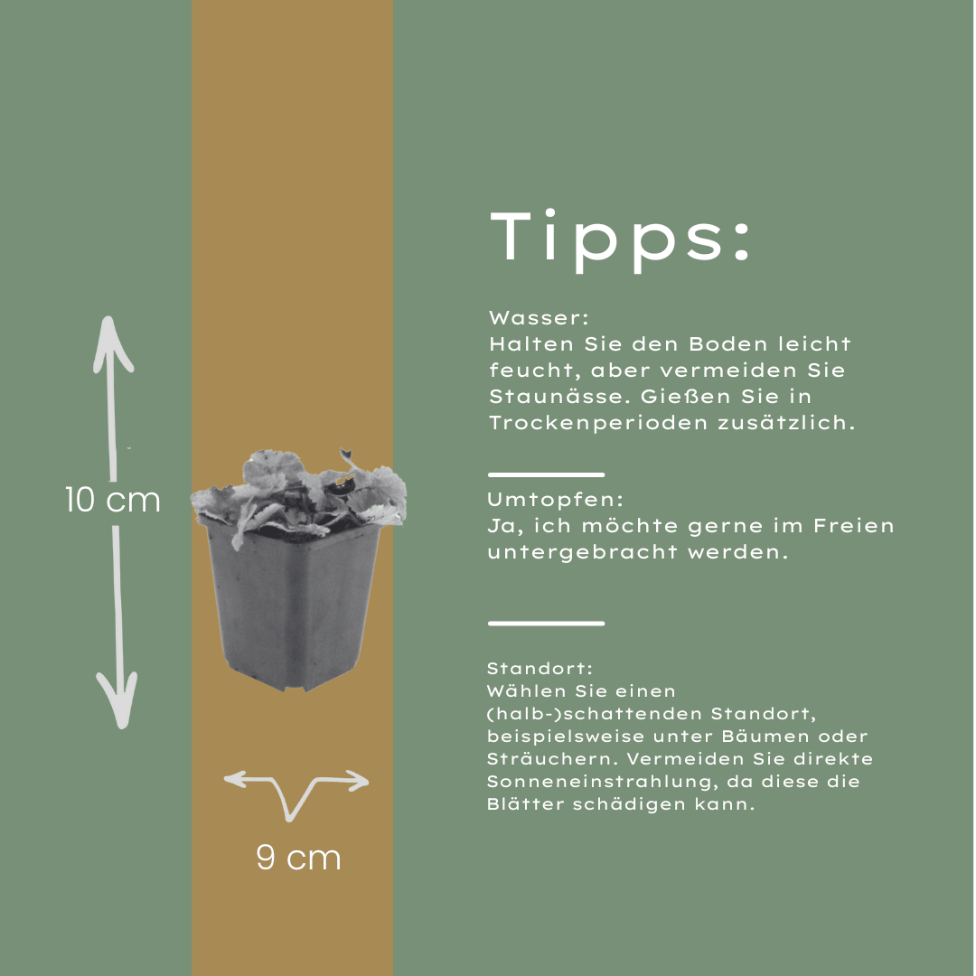 Livraison plante Tiarelle cordifolia
