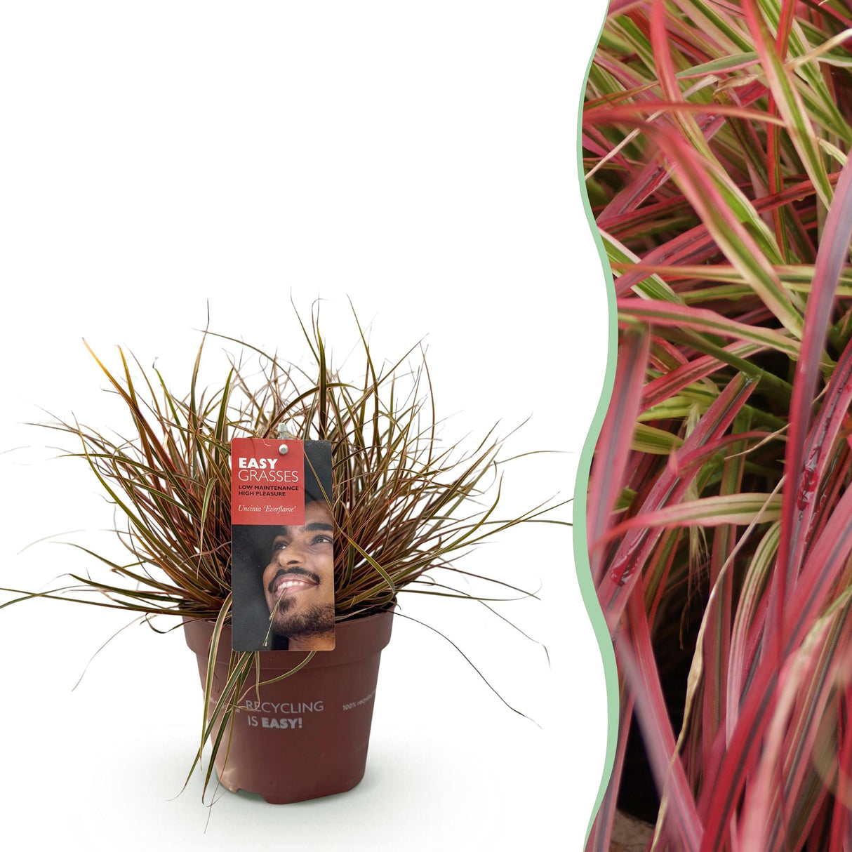 Livraison plante Uncinia rubra Everflame – Pot 17 cm – Hauteur 50 cm