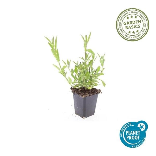 Livraison plante Verveine de Buenos Aires