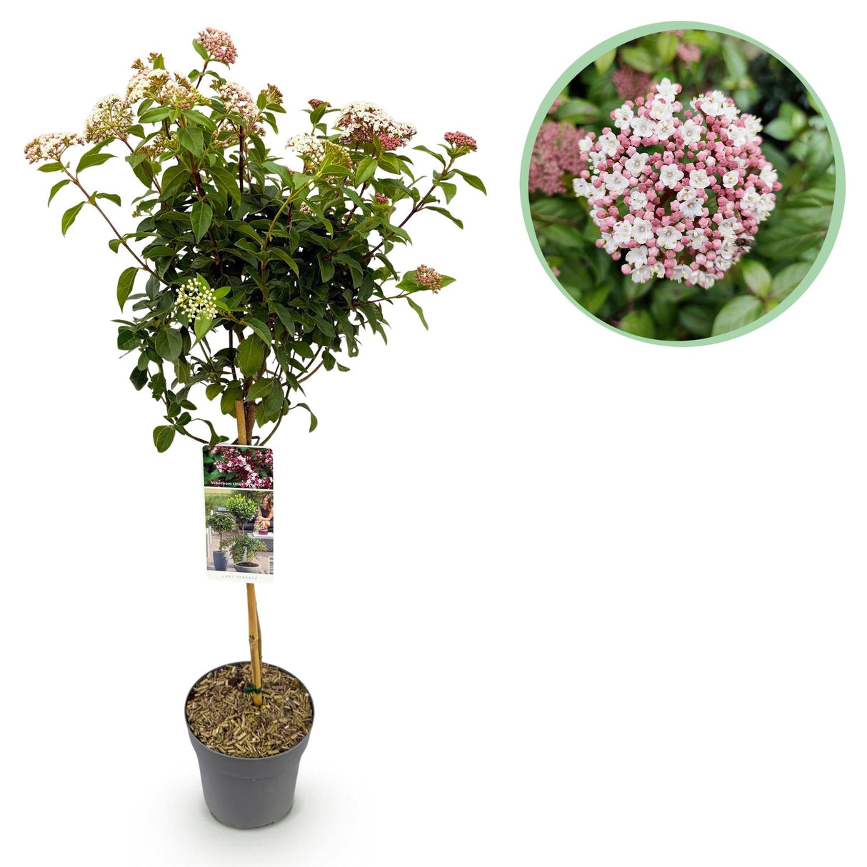 Livraison plante Viburnum tinus Eve Price – Pot 19 cm – Hauteur 90 cm