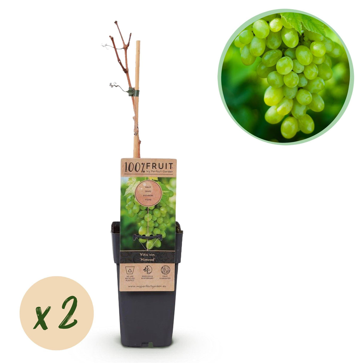 Livraison plante Vigne Himrod – Lot de 2 – Pot 15 cm – Hauteur 50 cm