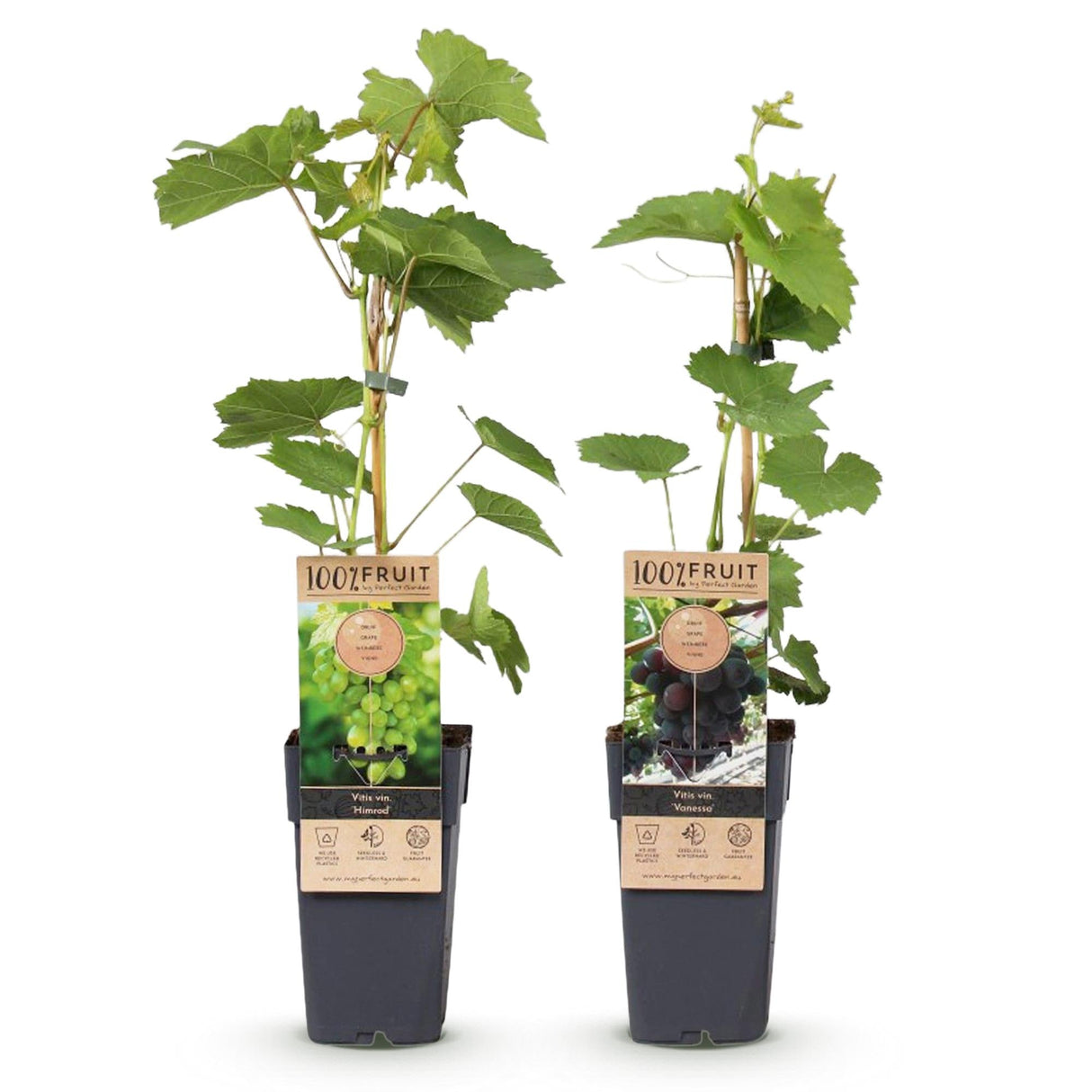 Livraison plante Vigne Vanessa & Himrod – Lot de 2 – Pot 15cm – Hauteur 50cm