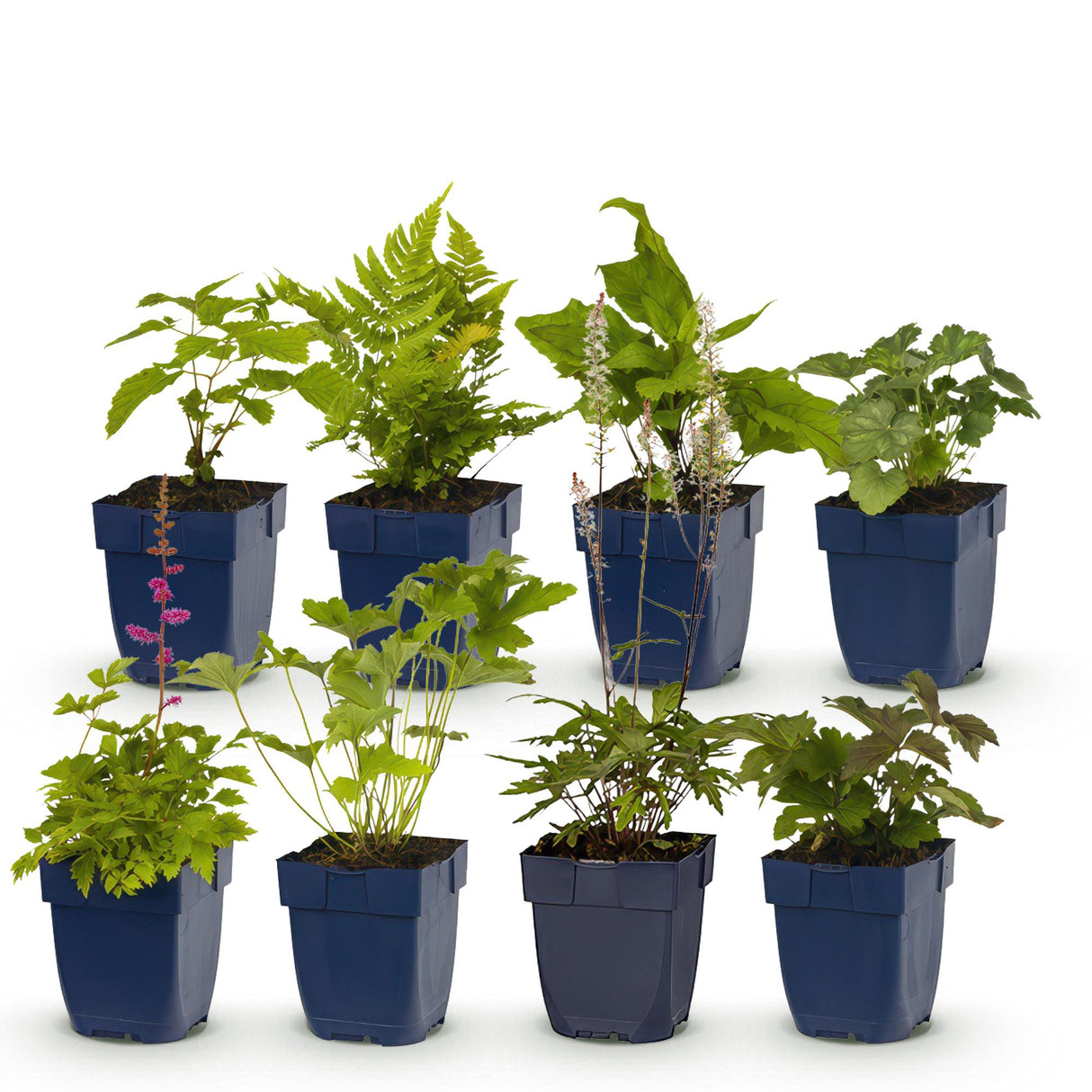 Livraison plante Vivaces d'ombre Mix – Lot de 8 – Pot 11 cm