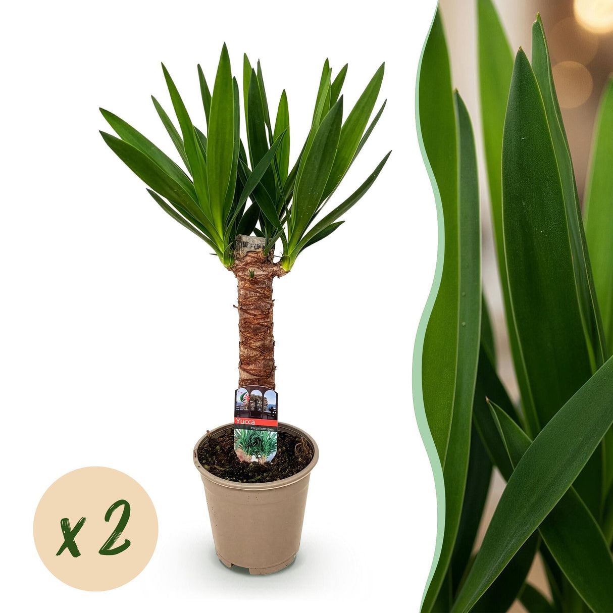 Livraison plante Yucca elephantipes