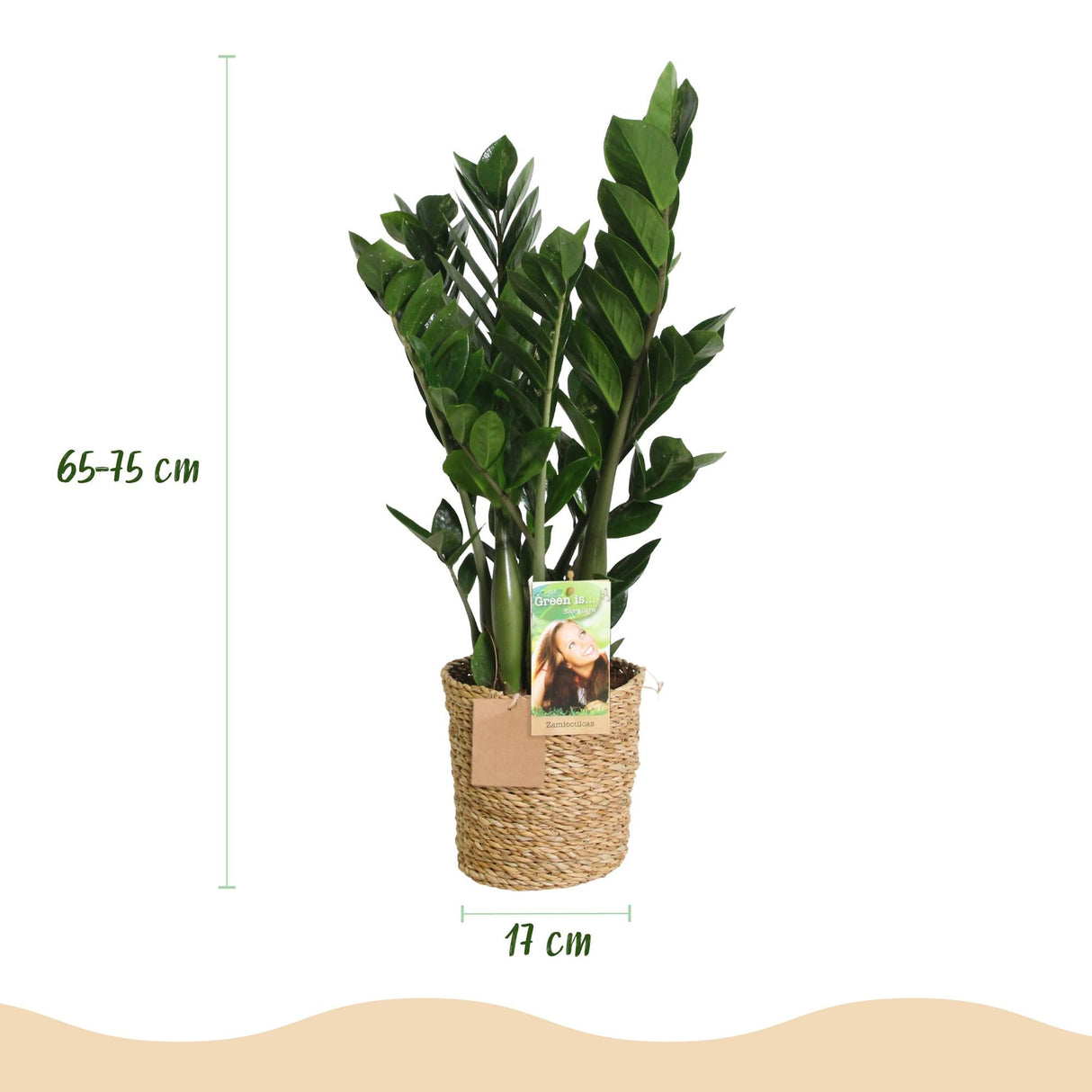 Livraison plante Zamioculcas et panier H70 cm