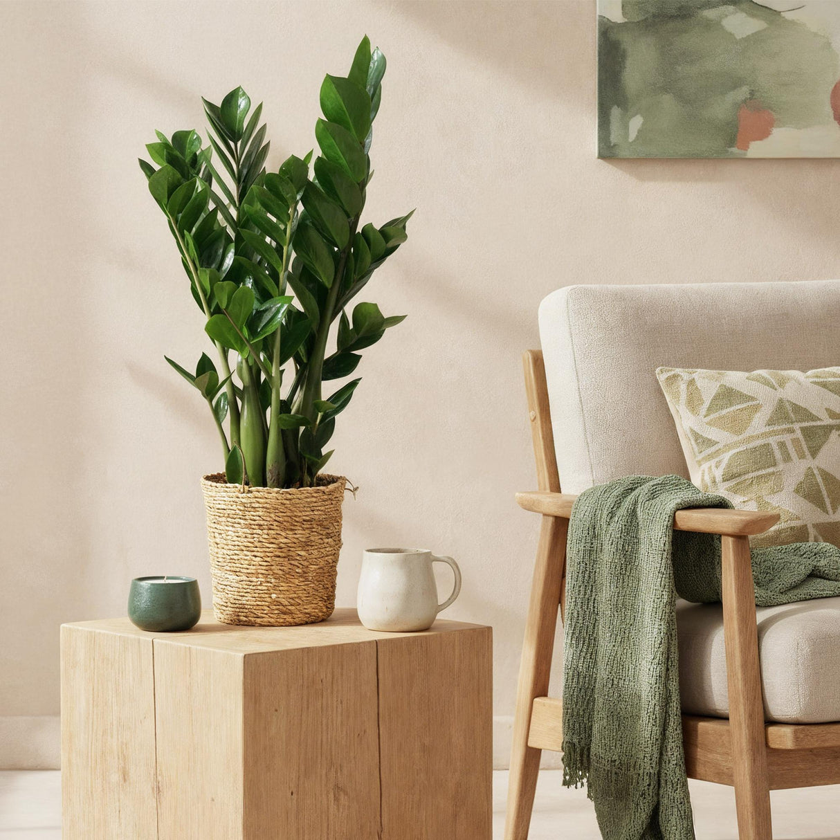 Livraison plante Zamioculcas - Lot de 2 - Pot 17 cm - Hauteur 65 - 75 cm