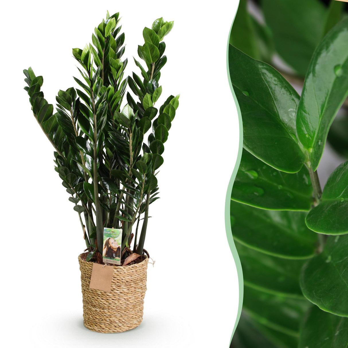 Livraison plante Zamioculcas ZZ et panier H85 cm