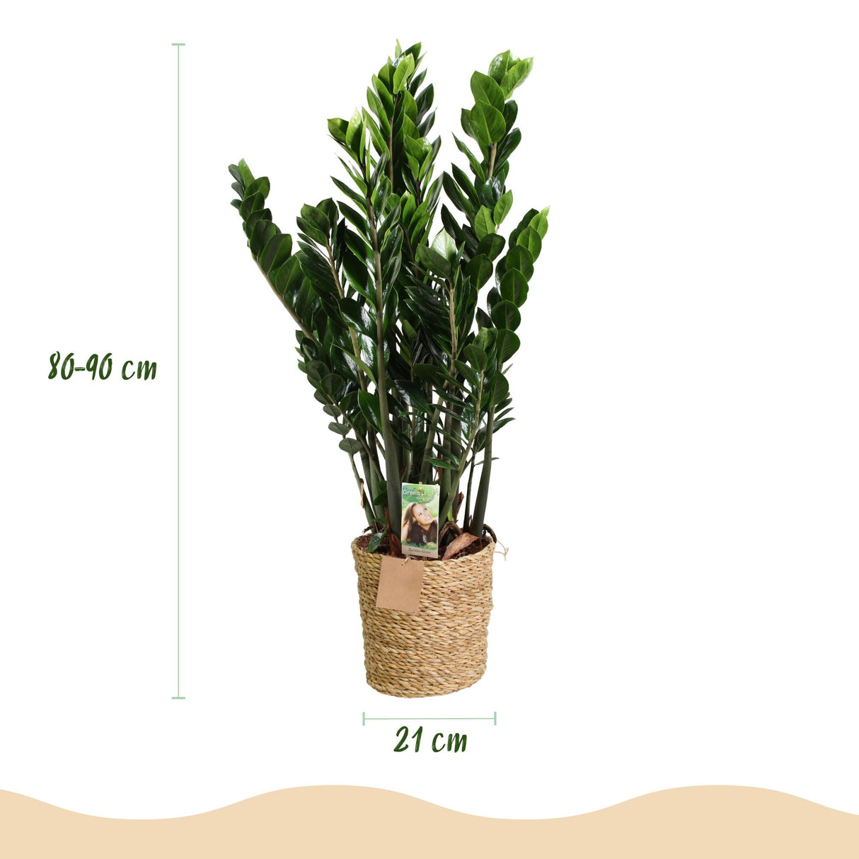 Livraison plante Zamioculcas ZZ et panier H85 cm