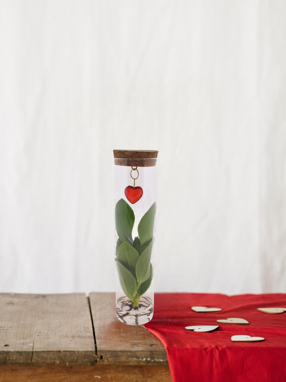 Clusia en tube et bijou coeur