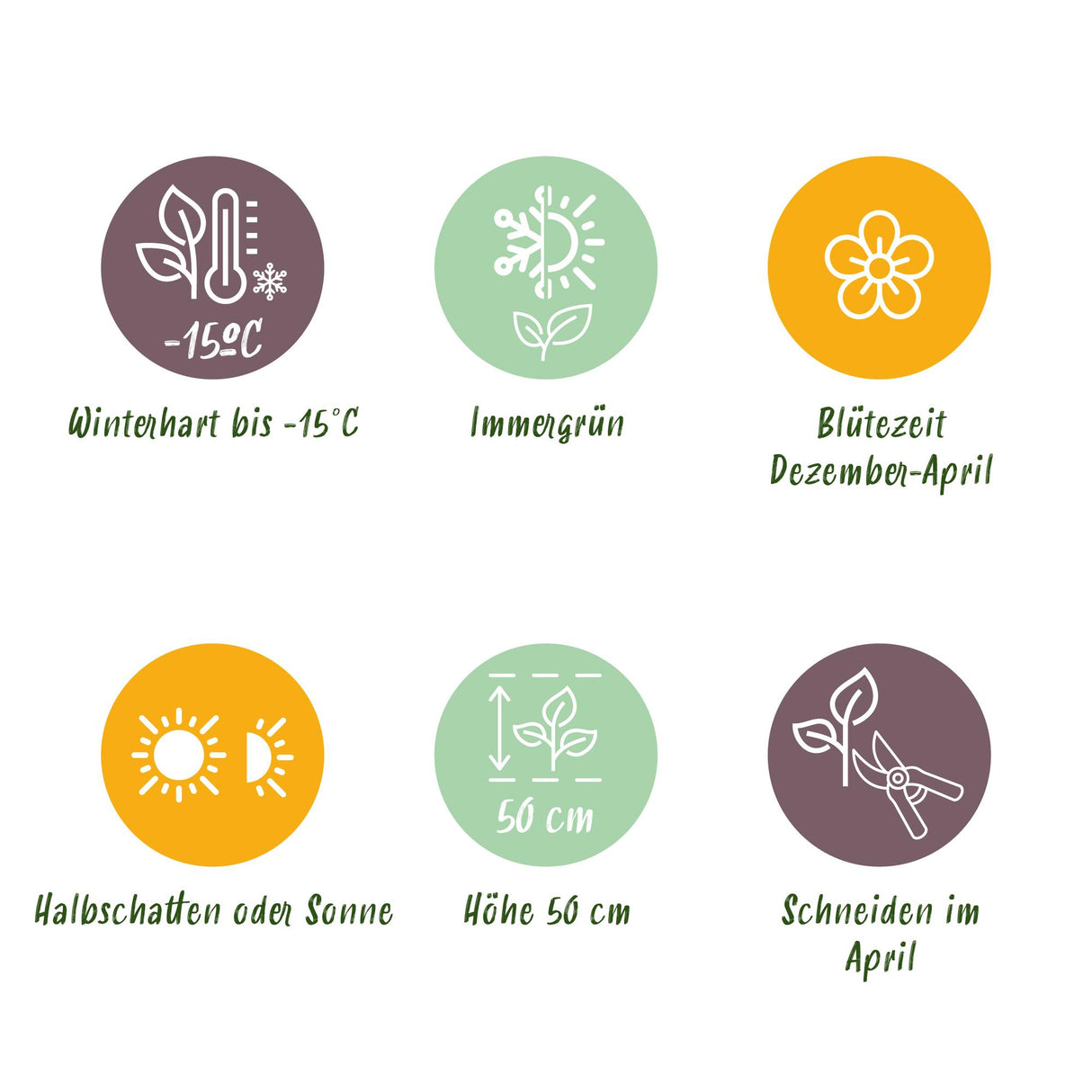 Hellébore livida Purple Marble – Pot 14 cm – Hauteur 35 cm