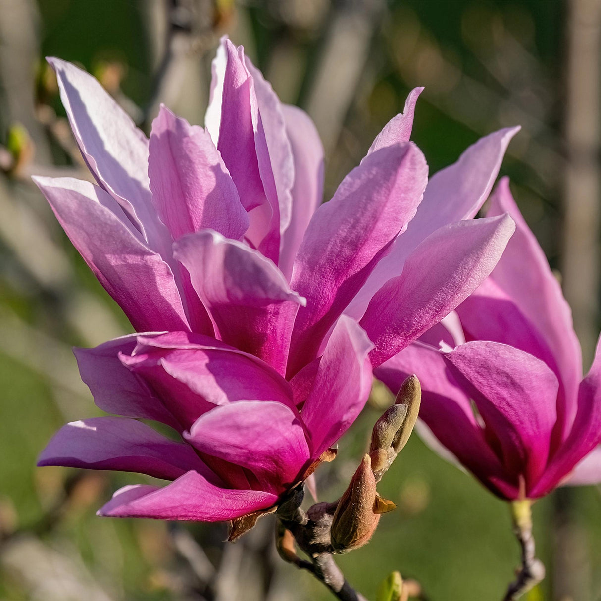 Magnolia liliiflora Nigra – Pot 12 cm – Hauteur 30 cm