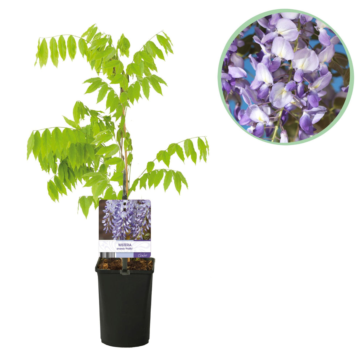 Glycine Prolific – Lot de 1 – Pot 11 cm – Hauteur 40 cm