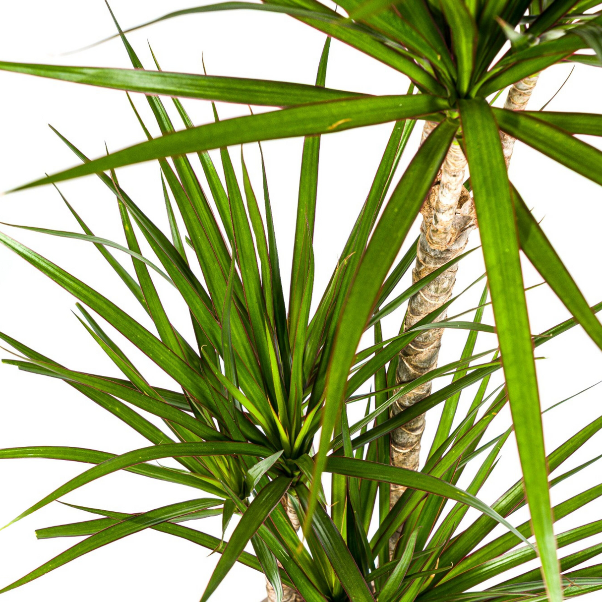 Dracaena Marginata Verte avec cache-pot