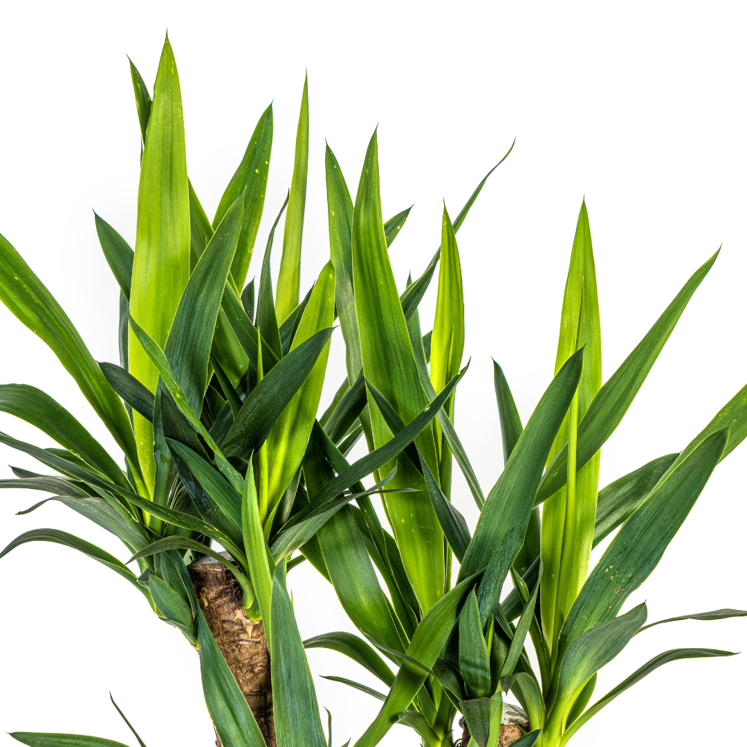 Yucca Branchu avec cache-pot