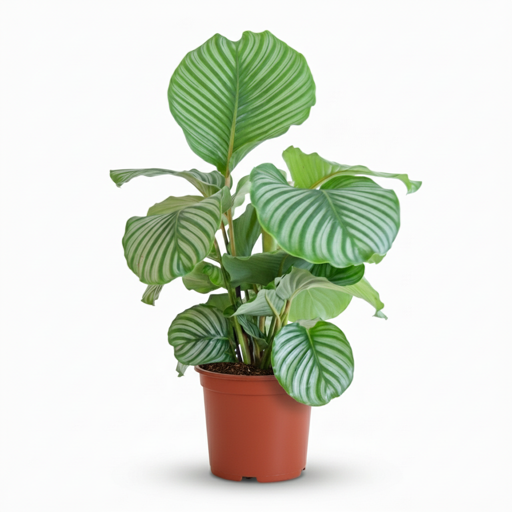 Calathea Orbifolia – Plante paon | Pot 21 cm, Hauteur 60 cm