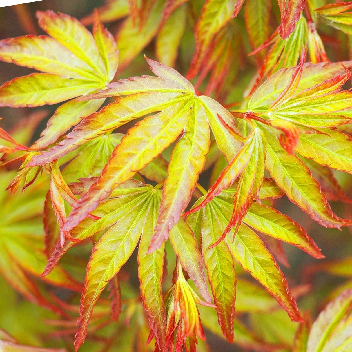 Acer palmatum Little Princess – Lot de 3 – Pot 12 cm