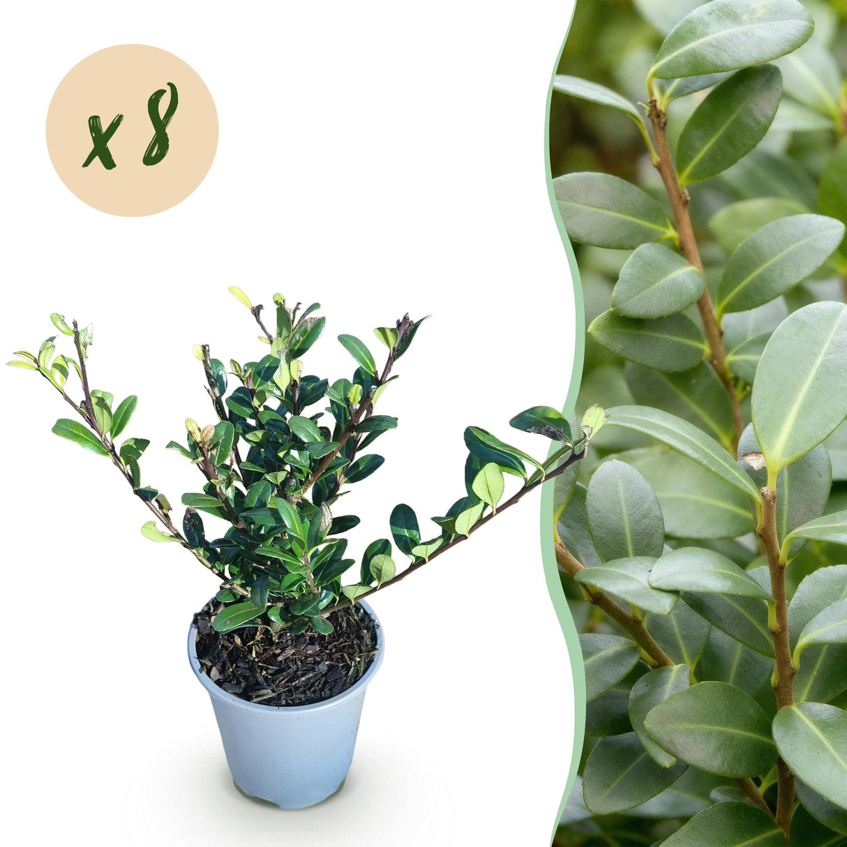 Ilex crenata Caroline Upright – Lot de 8 – Pot 9 cm