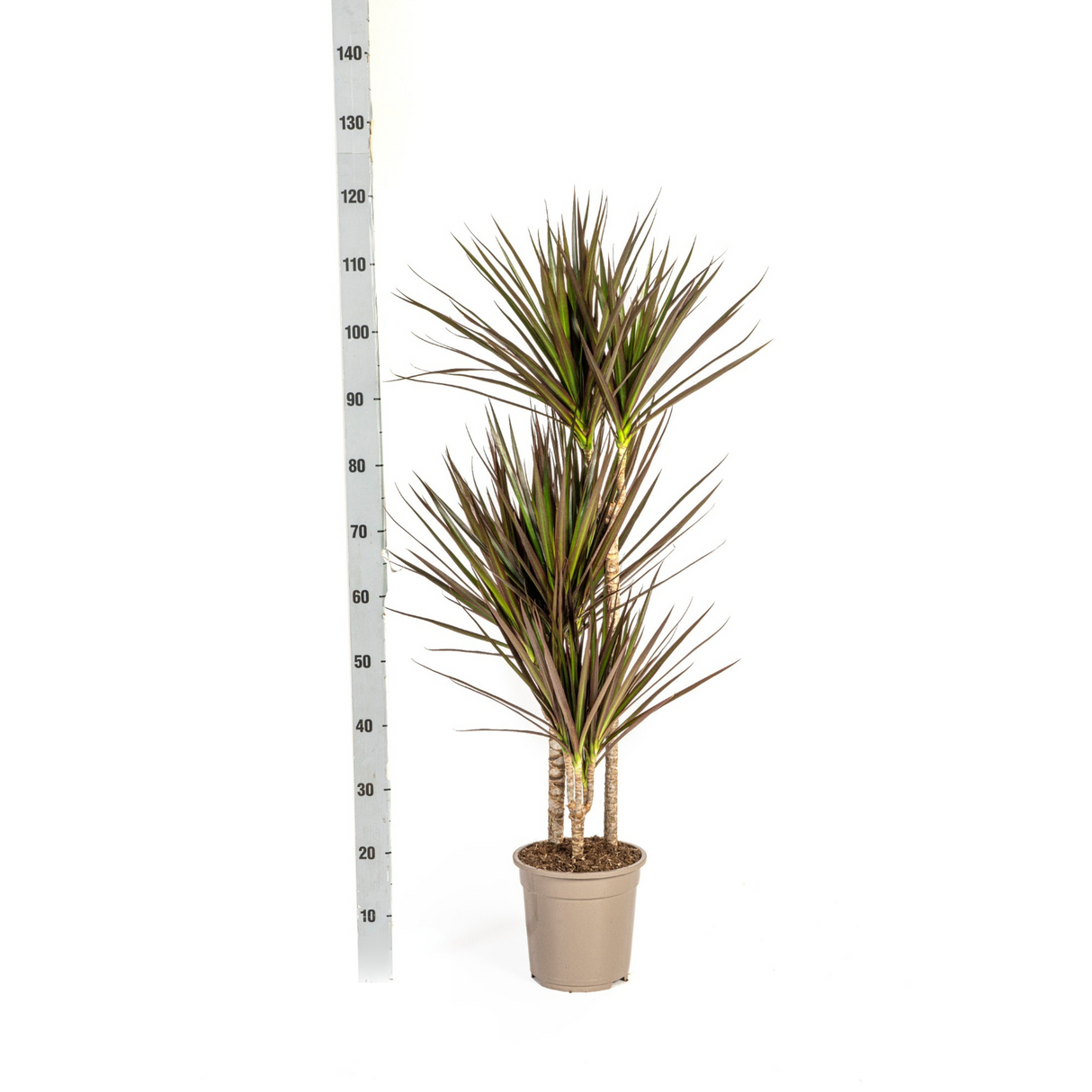 Dracaena Marginata Magenta