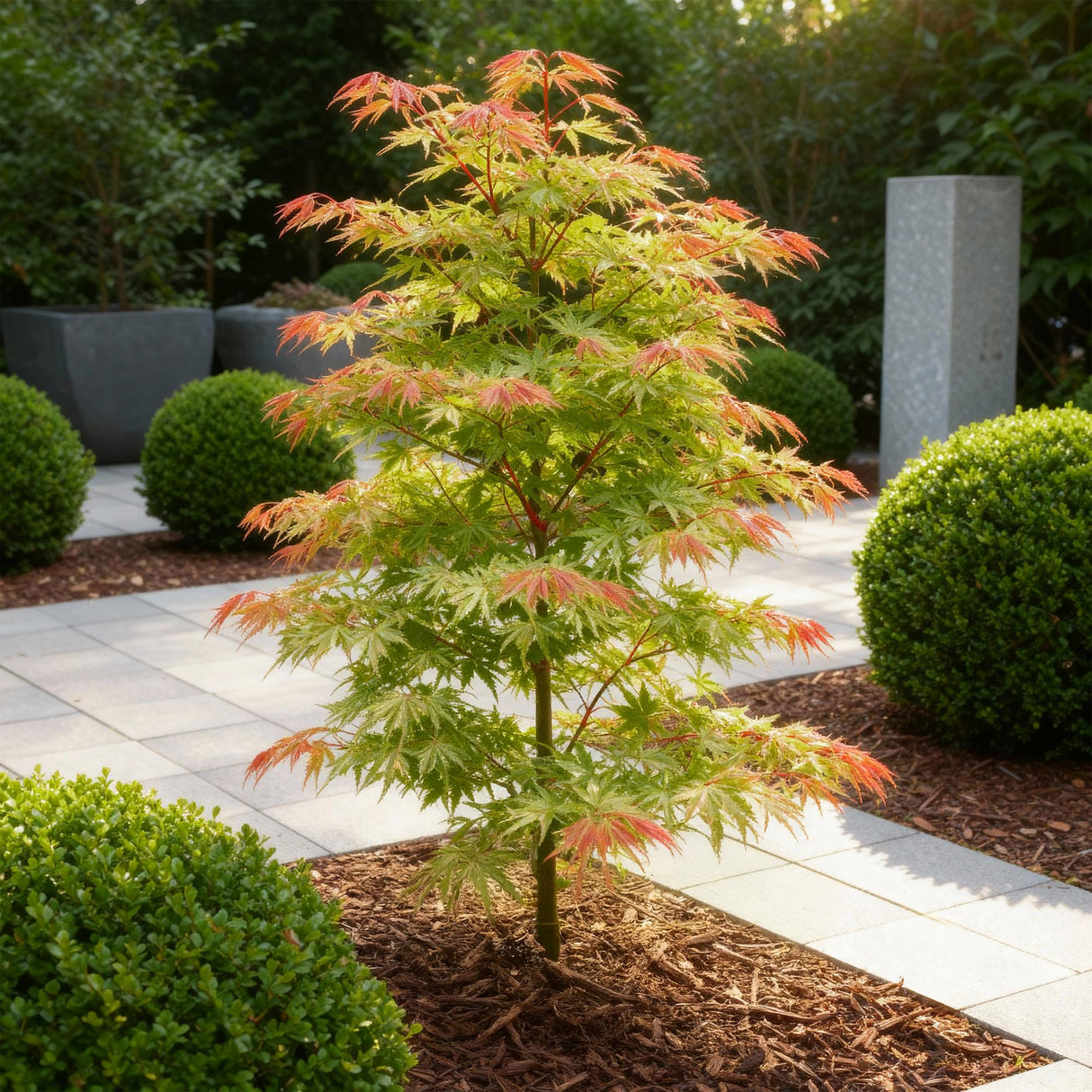 Acer palmatum Phoenix – Lot de 3 – Pot 12 cm