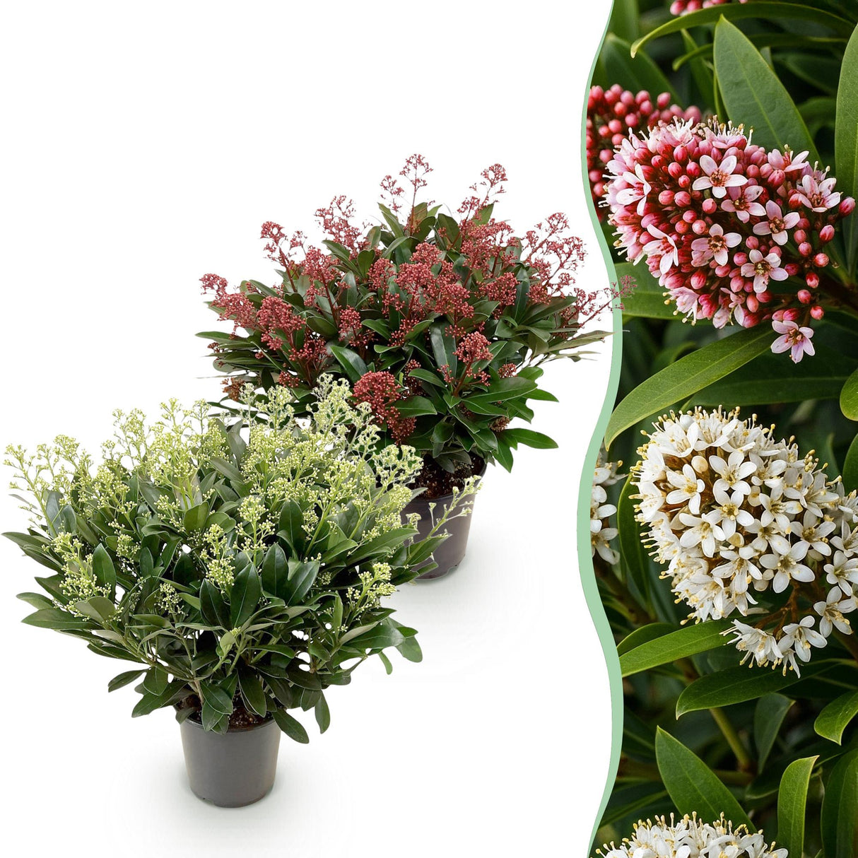 Skimmia japonica Duo – Lot de 2 – Pot 19 cm – Hauteur 60 cm