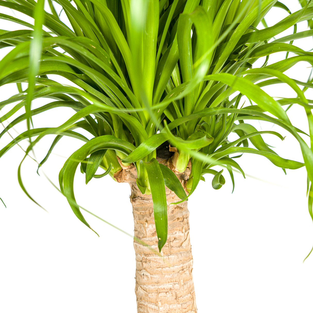 Beaucarnea Recurvata - Tronc avec cache-pot