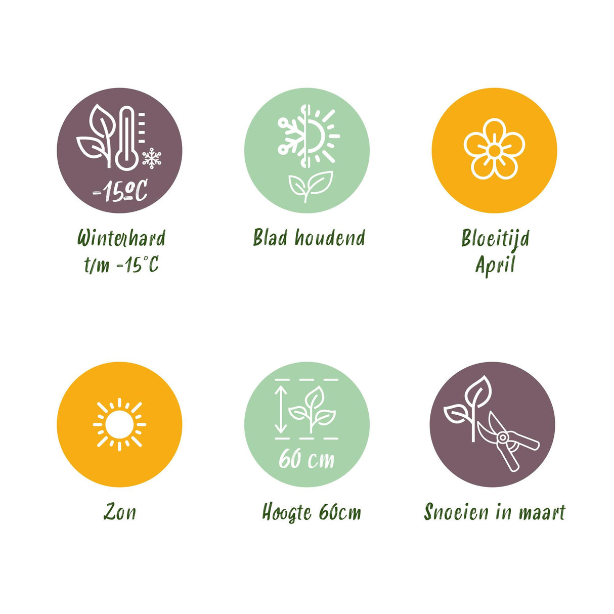 Graminées variées – Lot de 3 – Pot 17 cm – Hauteur 50 cm