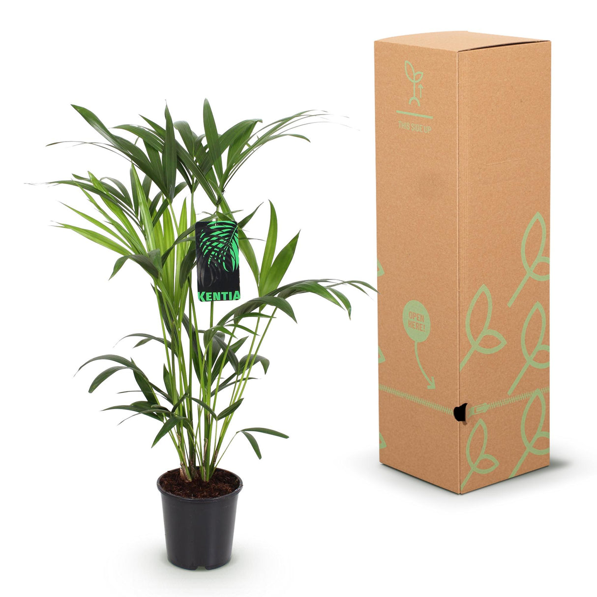 Kentia Palm – Howea Forsteriana