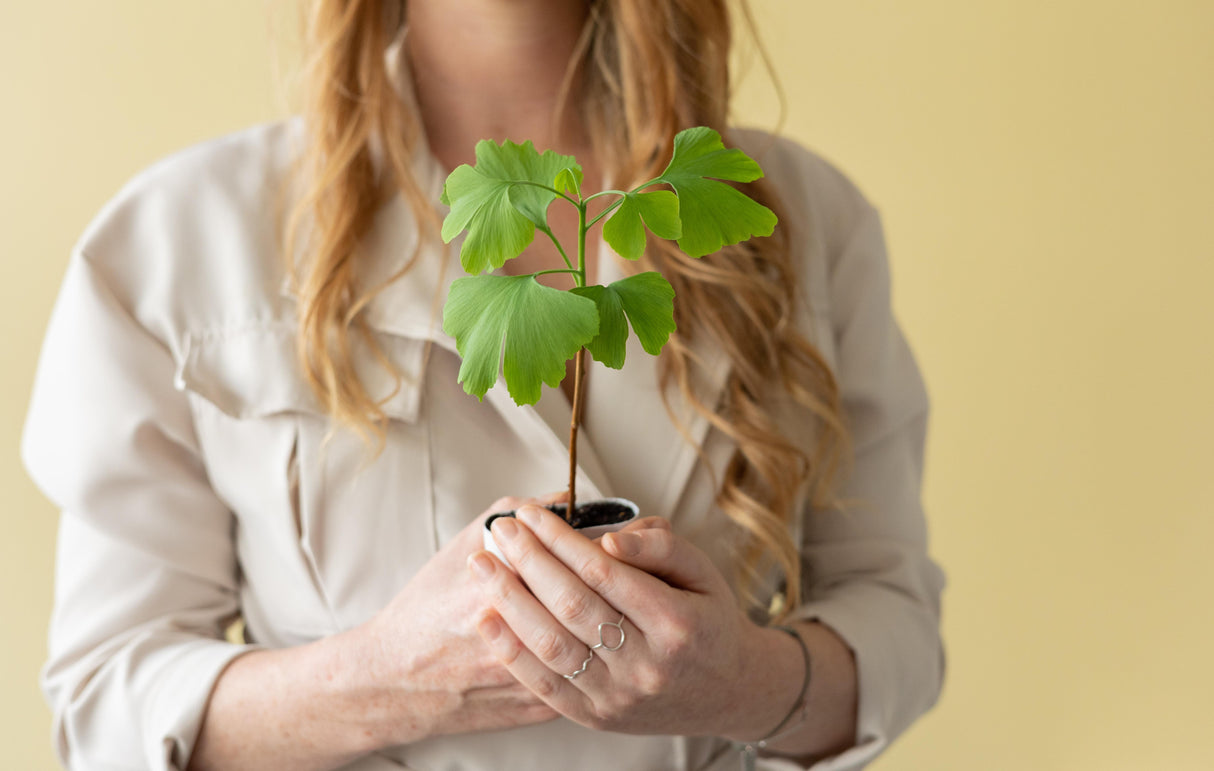 Coffret cadeau - Ginkgo l'arbre de vie