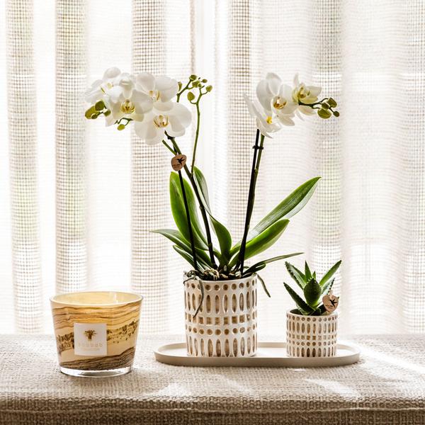 Compañía Kolibri | Plantenset Le Chic pequeño | Orquídea Phalaenopsis Blanca Amabilis y Suculentas incl. Hoja de servicio de cerámica en crema orgánica