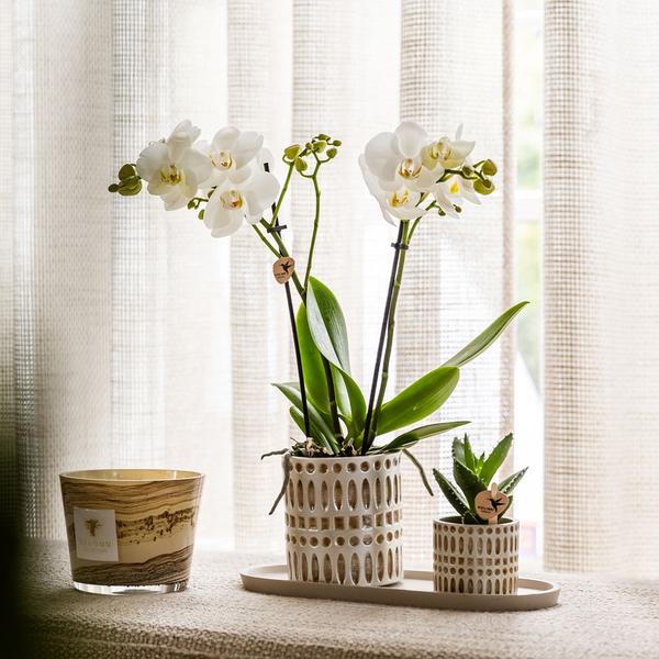 Compañía Kolibri | Plantenset Le Chic pequeño | Orquídea Phalaenopsis Blanca Amabilis y Suculentas incl. Hoja de servicio de cerámica en crema orgánica