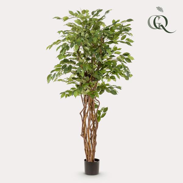 Planta de arte - Ficus liana - Vioolbladplant - 170cm