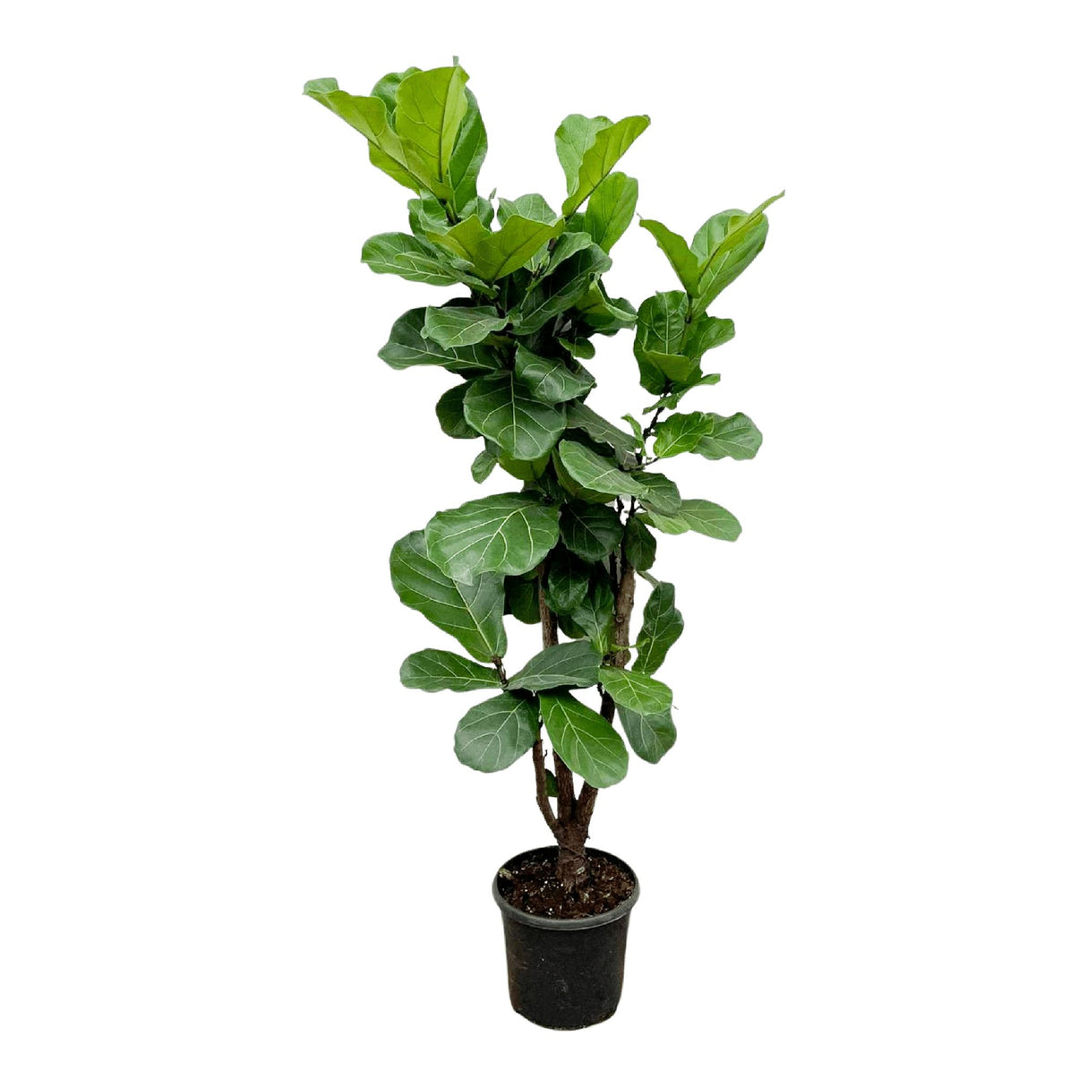 Ficus Lyrata verde - 180cm - ⌀30