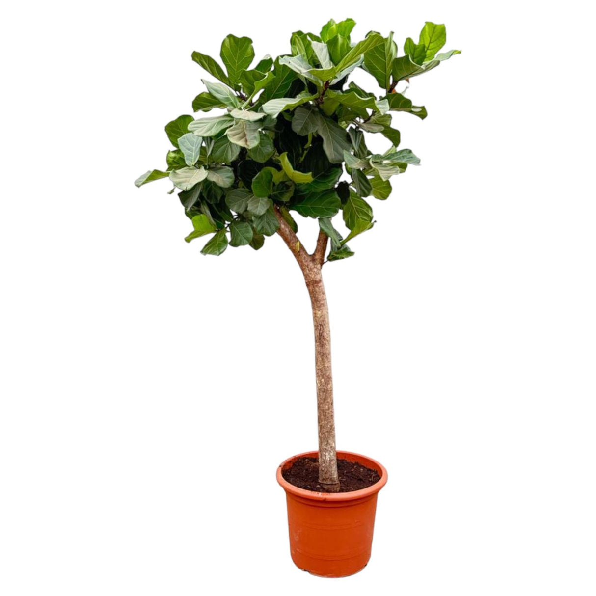 Pluma Ficus Lyrata XXXL - 230cm - ø42