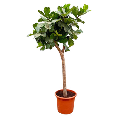 Pluma Ficus Lyrata XXXL - 230cm - ø42