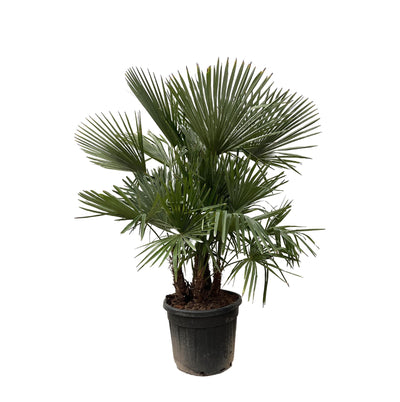 Trachycarpus multi estambre - 200cm - Ø45
