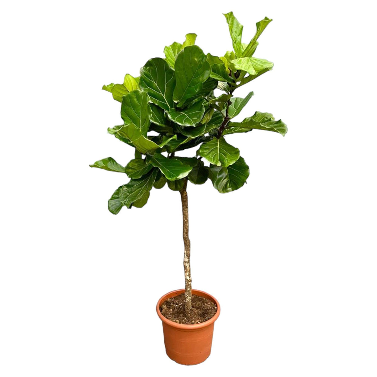 Pluma Ficus Lyrata XXL - 210 cm - ø40