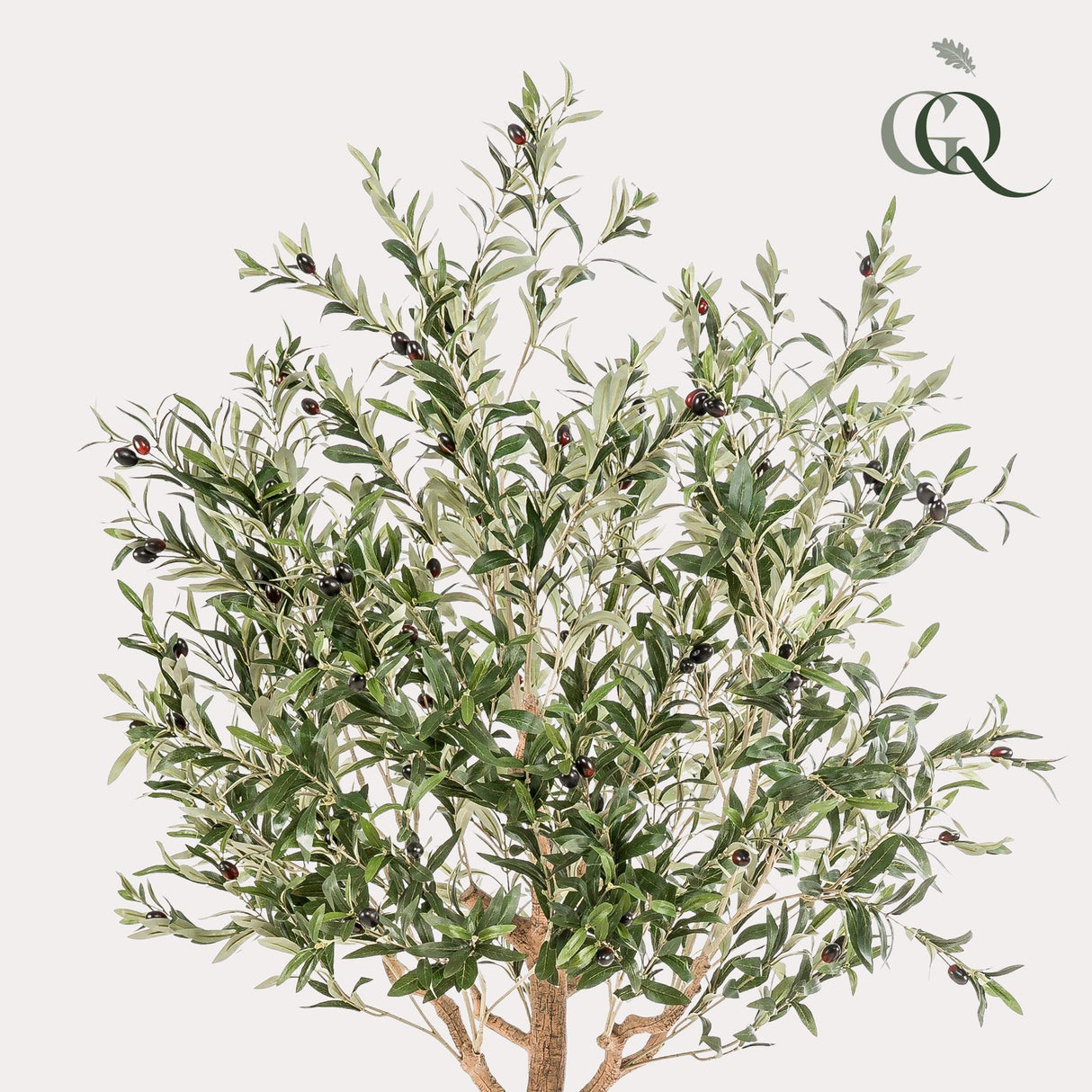 Arte Olijfboom - Olea europaea - Olijfboom - 180 cm