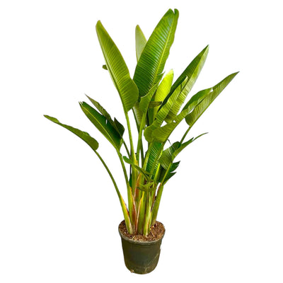 Strelitzia Augusta multiestambre XXL - 225 cm - ø40