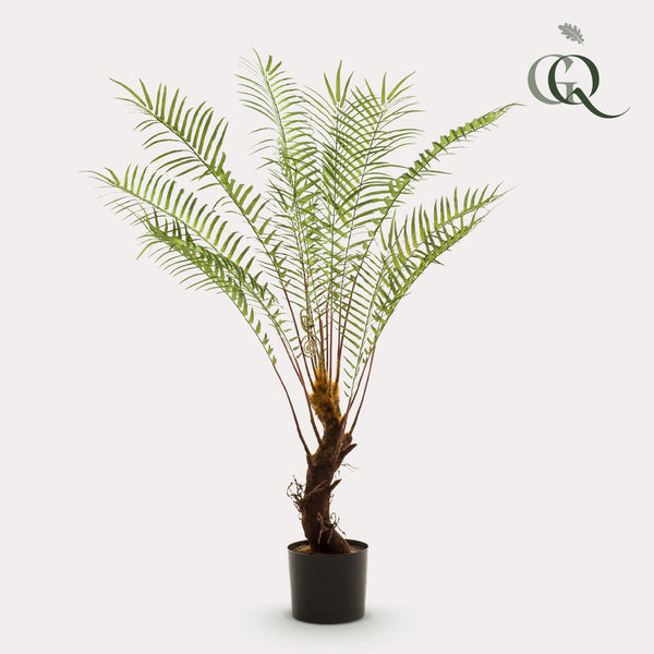Planta de arte - Boomvaren - x15 -1 25cm