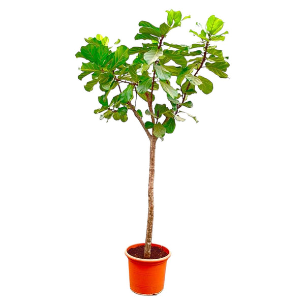 Pluma Ficus Lyrata XXXL - 300cm - ø55