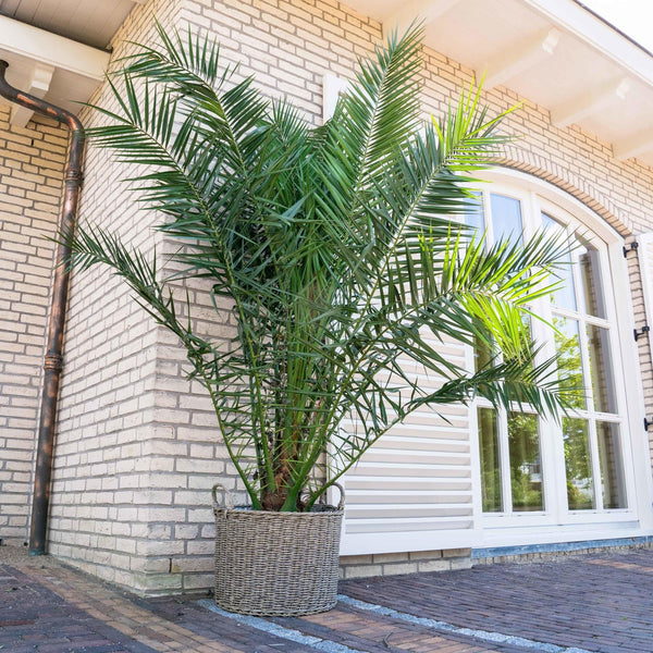 Fénix Canariensis - 220cm - ø35