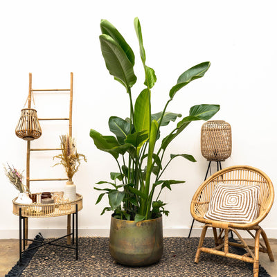 Strelitzia Nicolai lujo XXL - 250cm - ø40