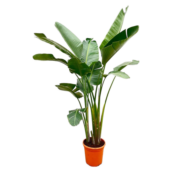 Strelitzia Augusta de lujo XXL - 250cm - ø38