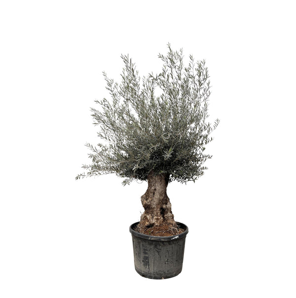 Bonsái Olea Europaea - 225cm - Ø80