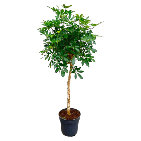 Schefflera con estambre - 180cm - ø34