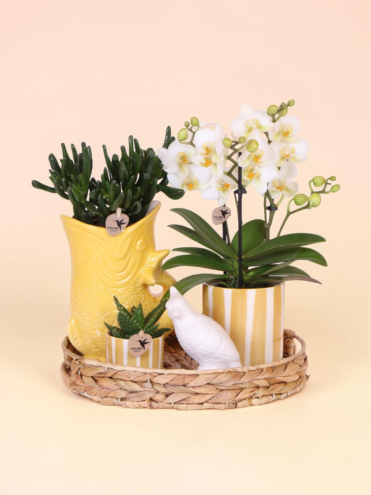 Compañía Kolibri | Set de regalo Atardecer Mediterráneo | Conjunto de plantas con orquídea Phalaenopsis blanca Lausanne y suculentas incl. piedras de cerámica