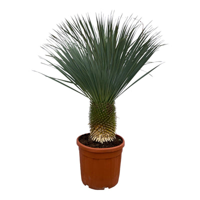 Yuca Rostrata - 160 cm - Ø50cm